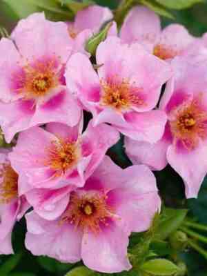 orienta-lejla-orienta-laila_optimized.jpg Ориента Лейла (Orienta Laila)