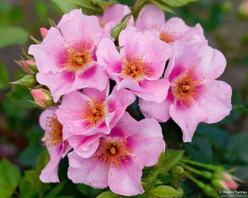 orienta-lejla-orienta-laila_optimized.jpg Ориента Лейла (Orienta Laila)