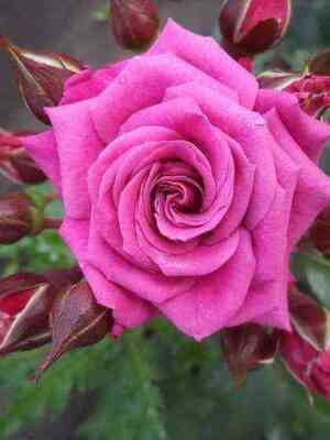 orion.jpg Орион (Orion)