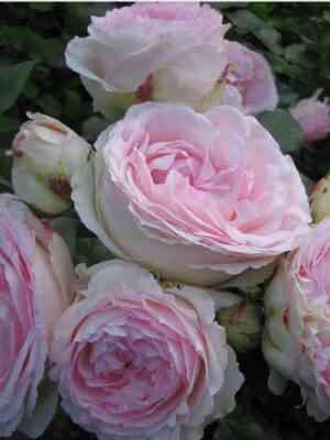 ostin-rozalinda_optimized.jpg Розалинд (Rosalind)