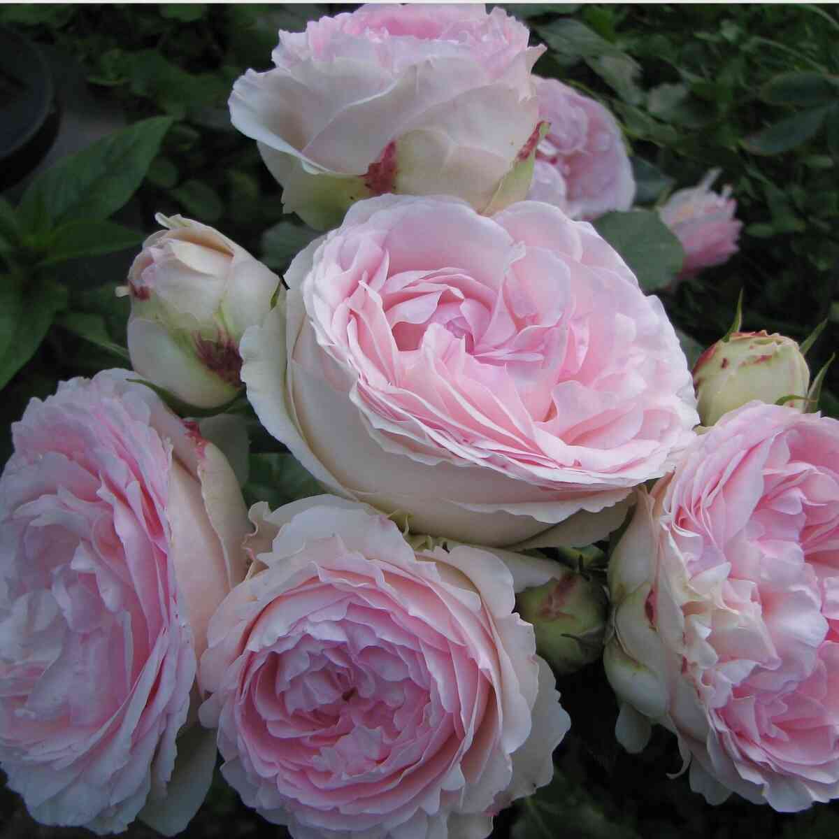 Розалинд (Rosalind)