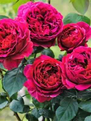 Отелло (Othello)