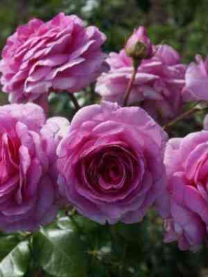 Озеана (Ozeana)