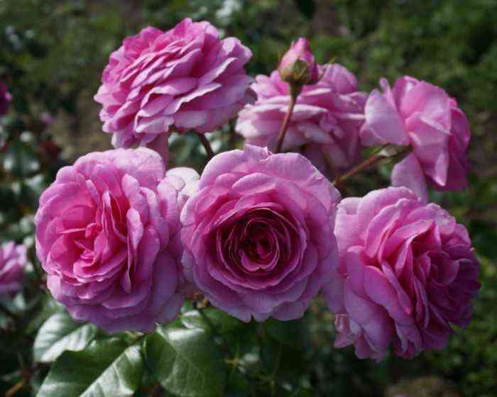 Озеана (Ozeana)