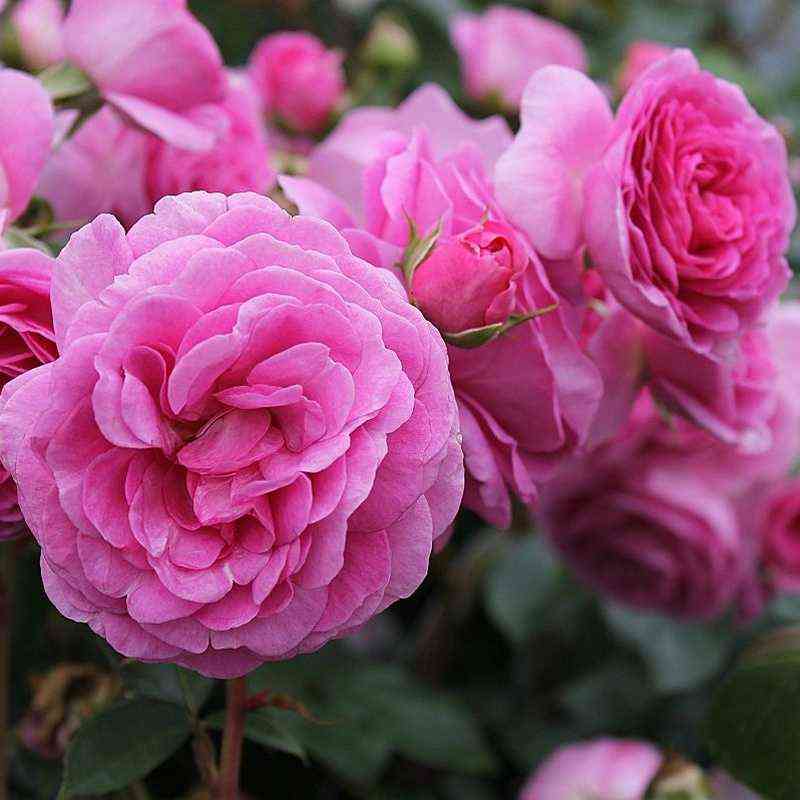 Озеана (Ozeana)