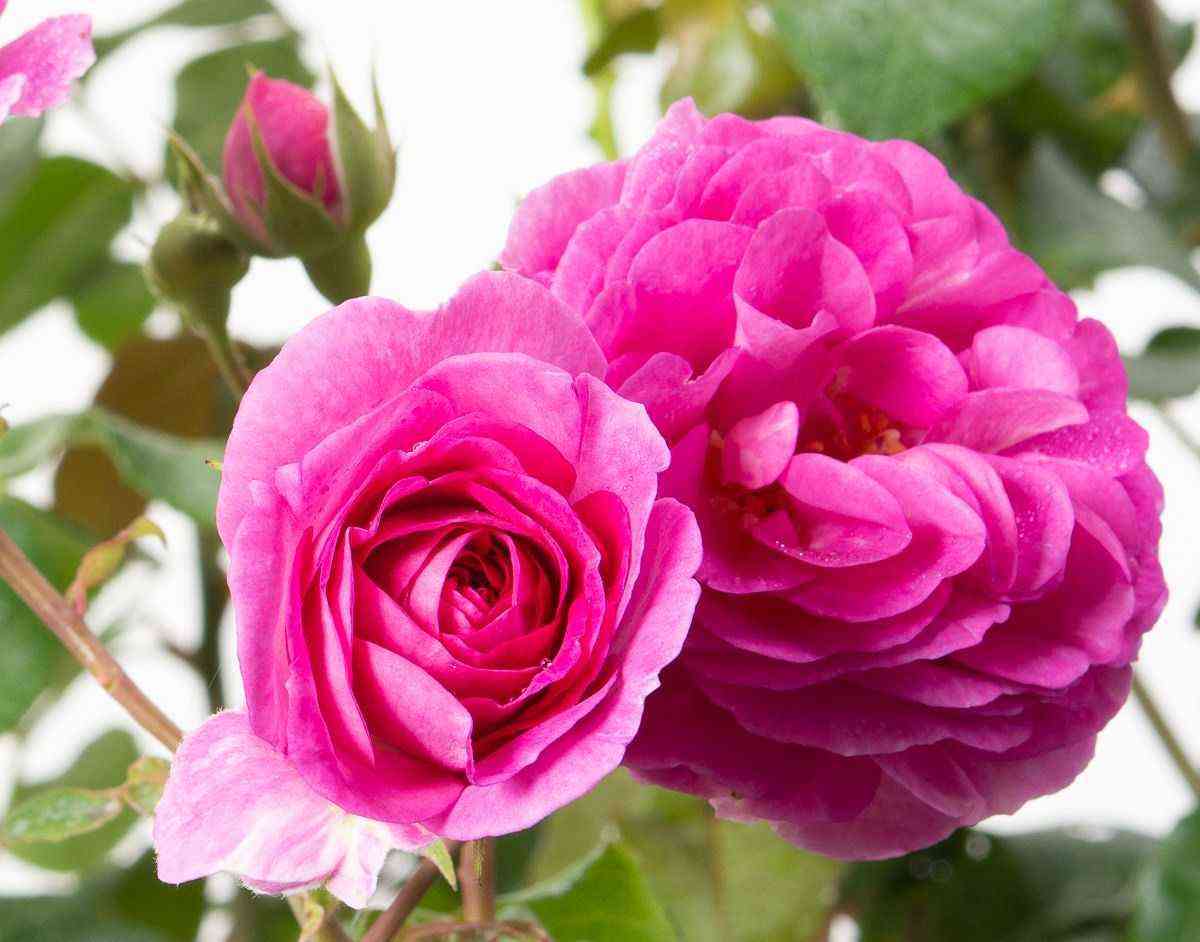 Озеана (Ozeana)