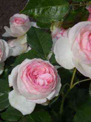 p_er_de_ronsar.jpg Пьер де Ронсар (Pierre de Ronsard)