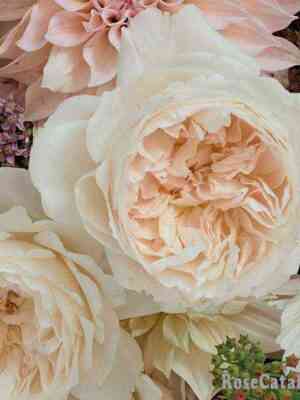 Пьюрити (Purity)