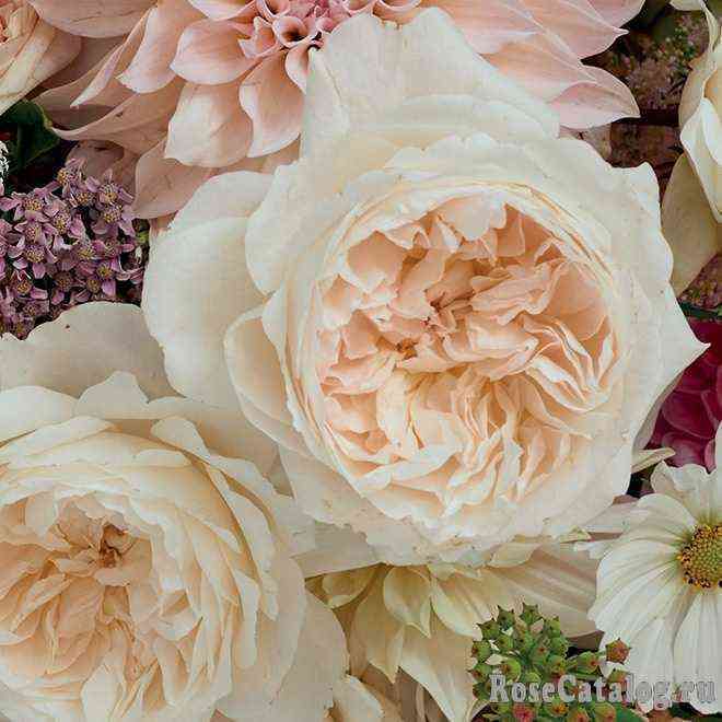 Пьюрити (Purity)