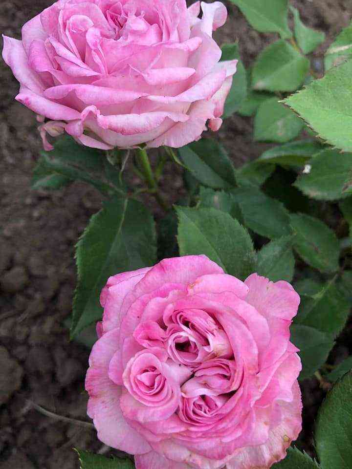 pachuli_patchouli_optimized.jpg Пачули (Patchouli)