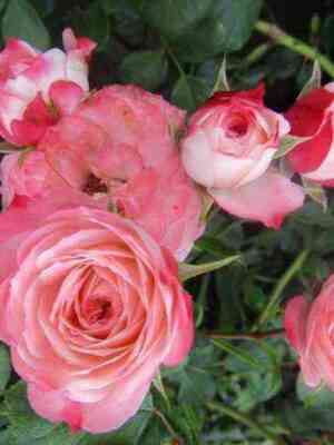 pad-de-velyur_optimized.jpg Пат де Велюр (Patte de Velours)