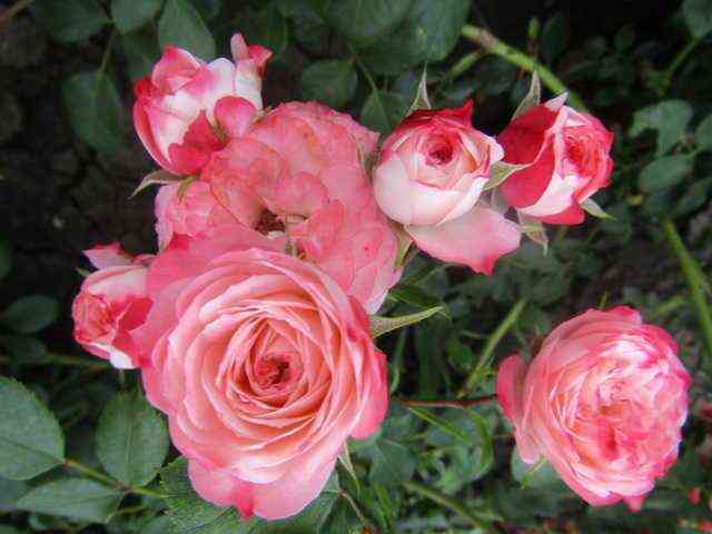 Пат де Велюр (Patte de Velours)