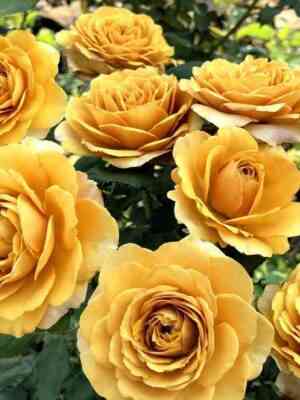 pajn-drim-pine-dream_optimized.jpg Пайн Дрим (Pine Dream)