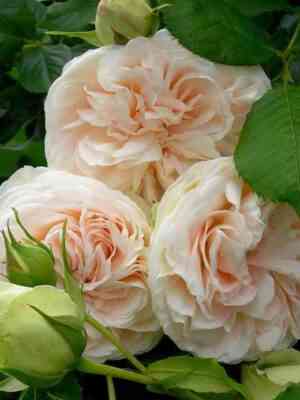 Пале Рояль (Palais Royal)