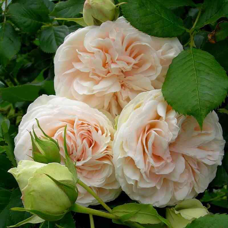 pale-royal-palais-royal_optimized.jpg Пале Рояль (Palais Royal)