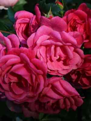 palmengarten-fran-scaled-1.jpg Пальменгартен Франкфурт (Palmengarten Frankfurt)