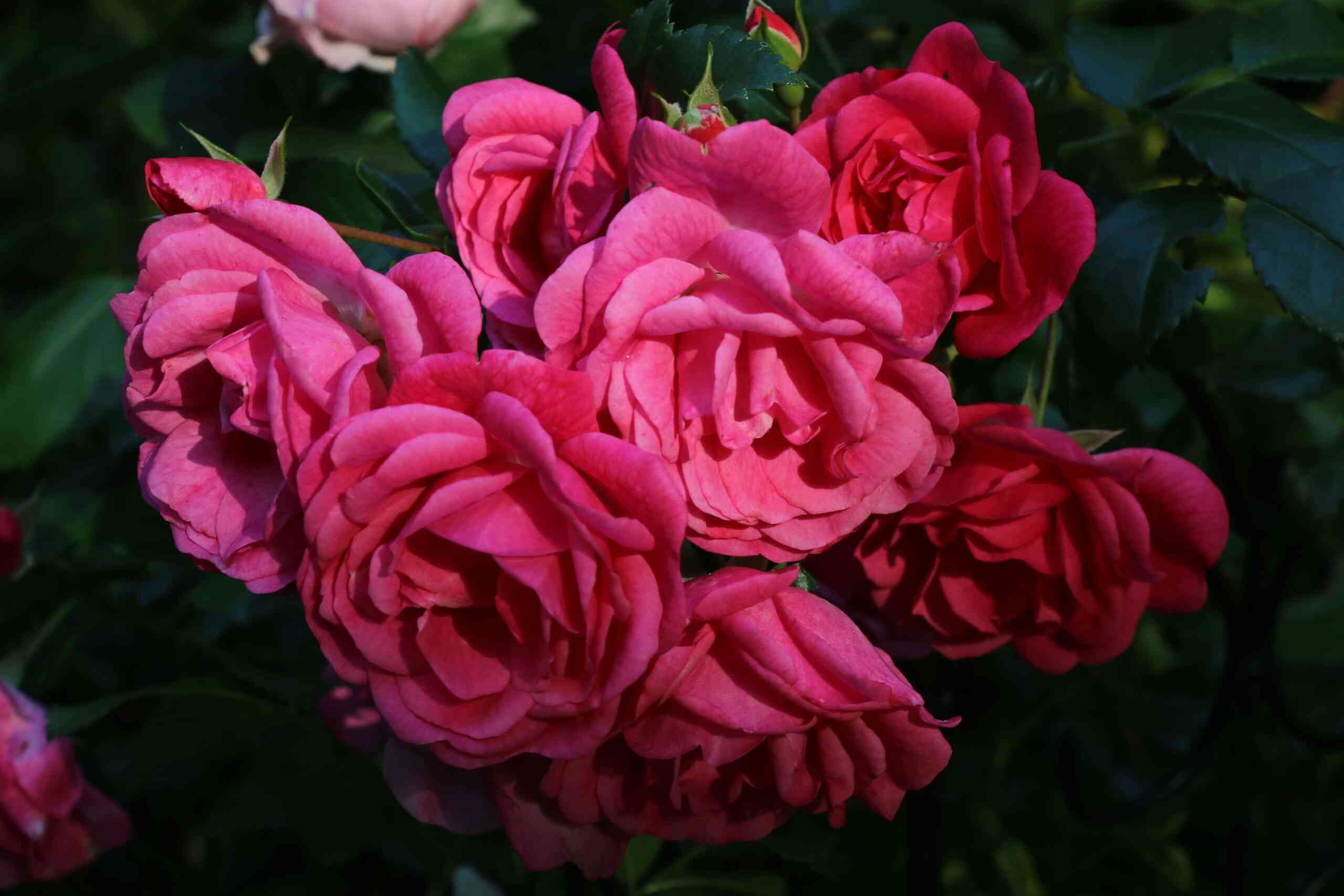 Пальменгартен Франкфурт (Palmengarten Frankfurt)