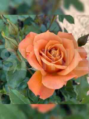 pampkin_patch.jpeg Пампкин Патч (Pumpkin Patch)