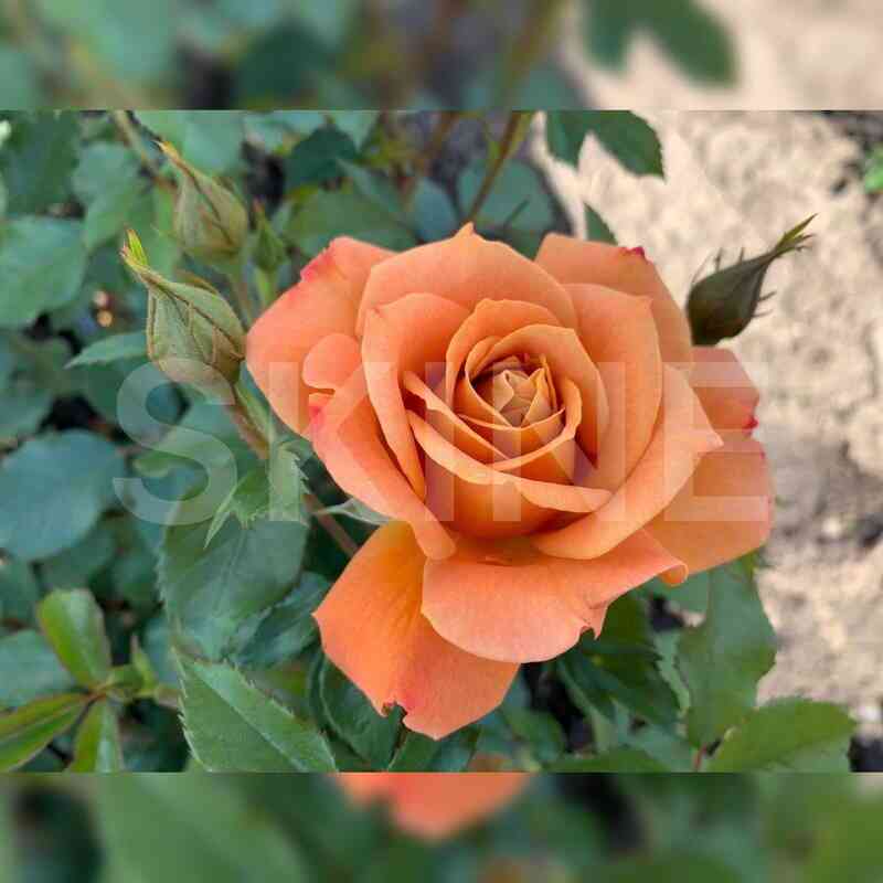 Пампкин Патч (Pumpkin Patch)