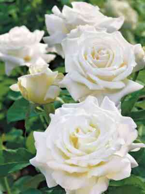 Папе жан Поль (Pape Jean Paul)