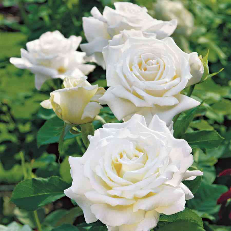 pape-zhan-pol.jpg Папе жан Поль (Pape Jean Paul)