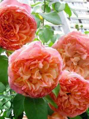 Папи Дельбар (Papi Delbard)