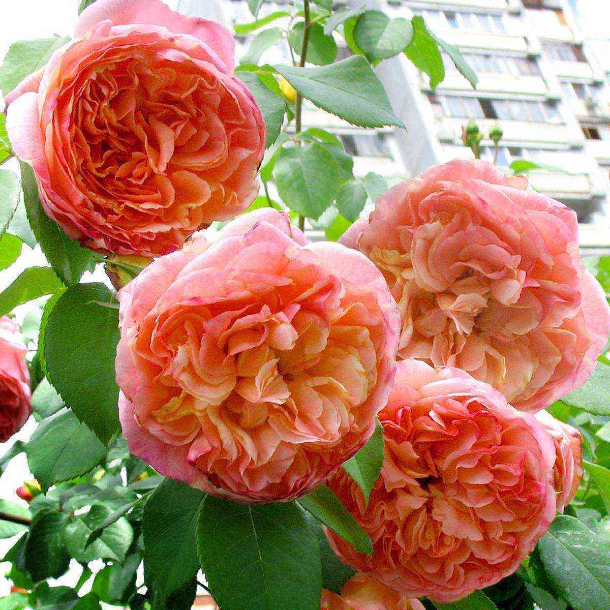 papi_del_bar.jpg Папи Дельбар (Papi Delbard)