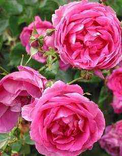 parad.jpg Парад (Parade)