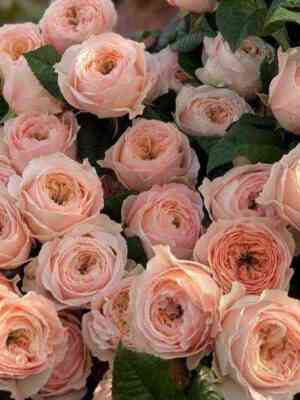 paradajz-bich1.jpg Парадиз Бич (Paradise Beach)