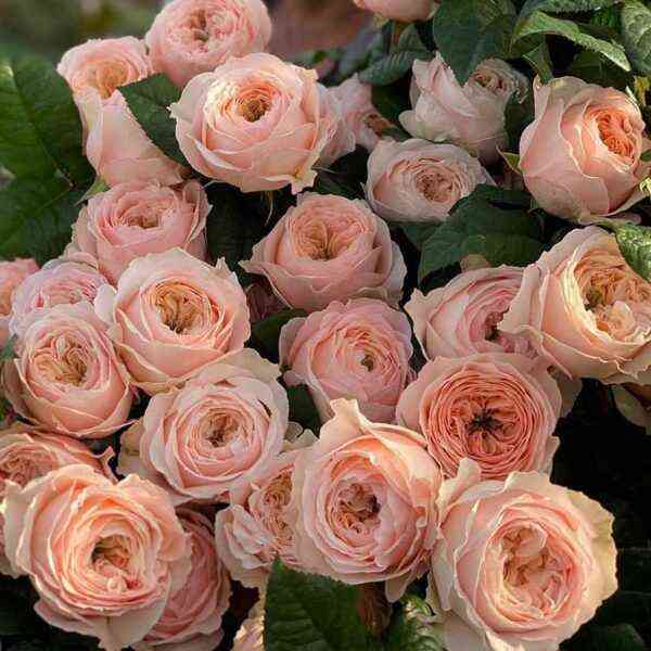 Парадиз Бич (Paradise Beach)