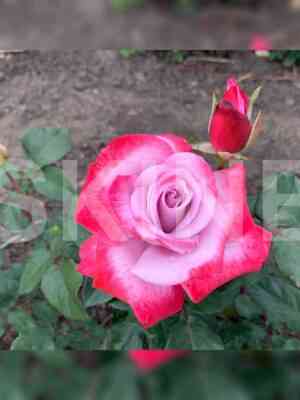 Парадиз (Paradise)