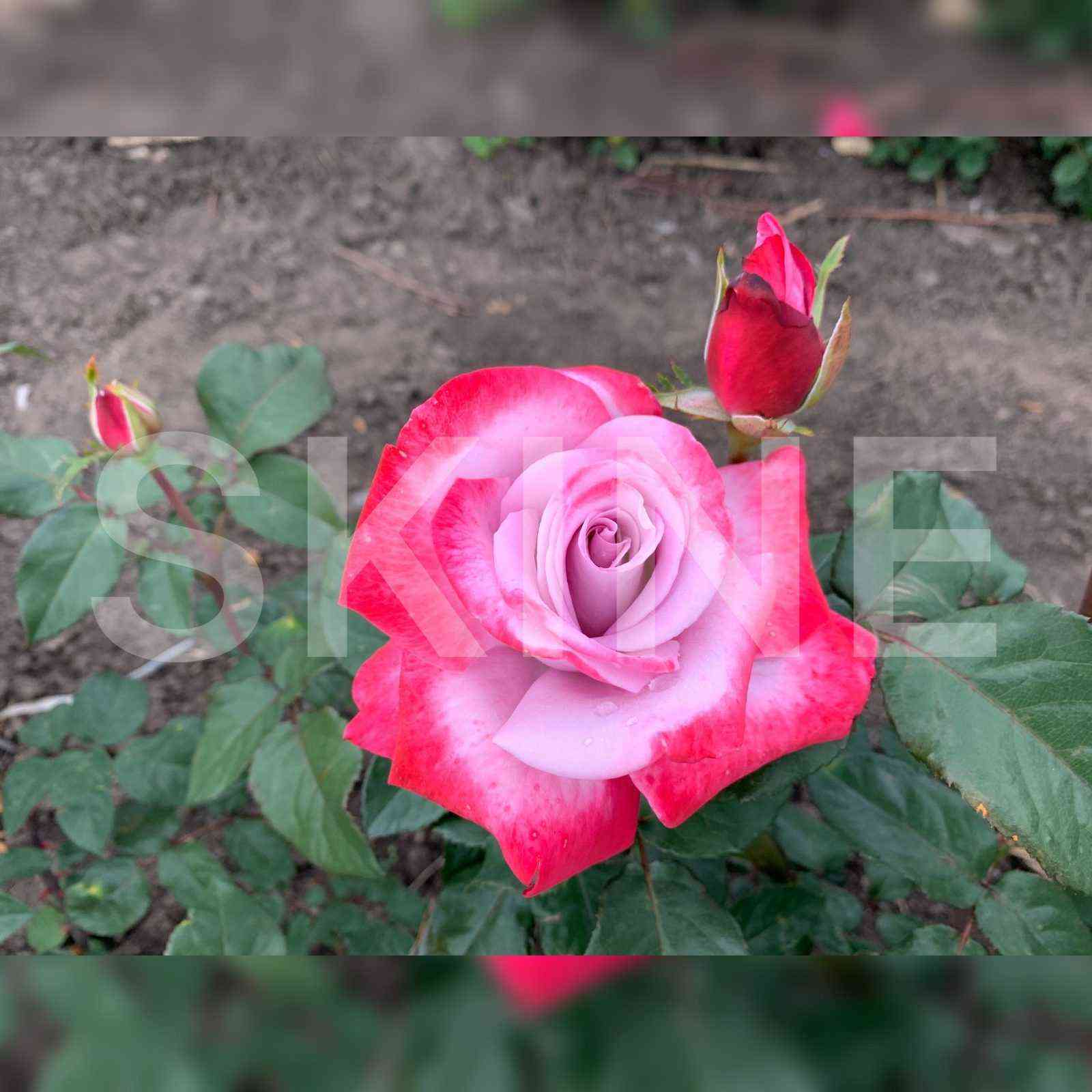 Парадиз (Paradise)