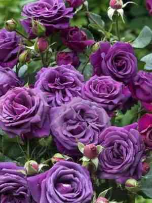 Парфюм де Рев (Parfum de Reve)