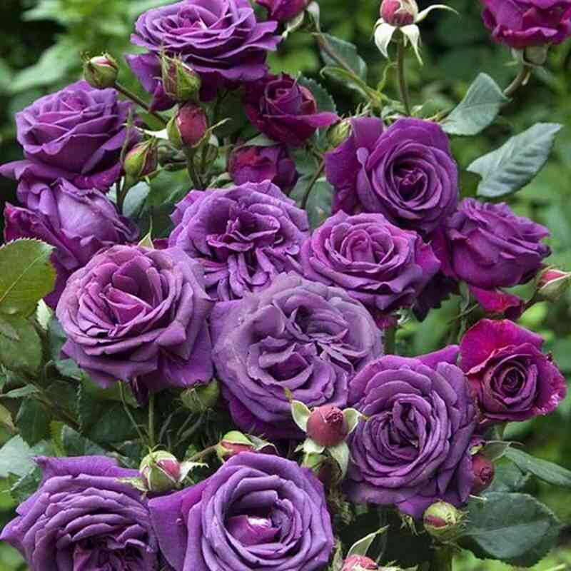 Парфюм де Рев (Parfum de Reve)