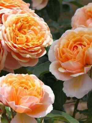 parfyumdeorlean_parfumd_orleans_optimized.jpg Парфюм де Орлеан (Parfum d'Orleans)