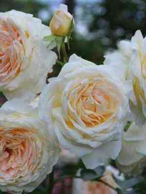 parki.jpg Парки (Parky)