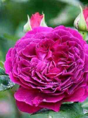 parpl_lodzh.jpg Перпл Лодж (Purple Lodge)