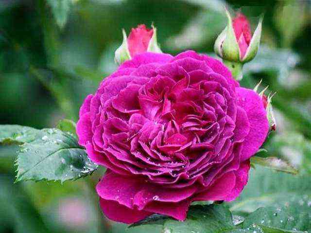 Перпл Лодж (Purple Lodge)