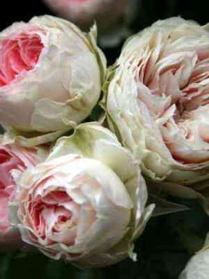 pashmina_sammerhauz.jpg Пашмина Саммерхауз (Pashmina Summerhouse)