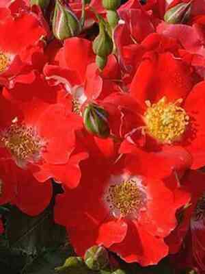 paso-dobl-1.jpg Пасо Добль (Paso Doble)