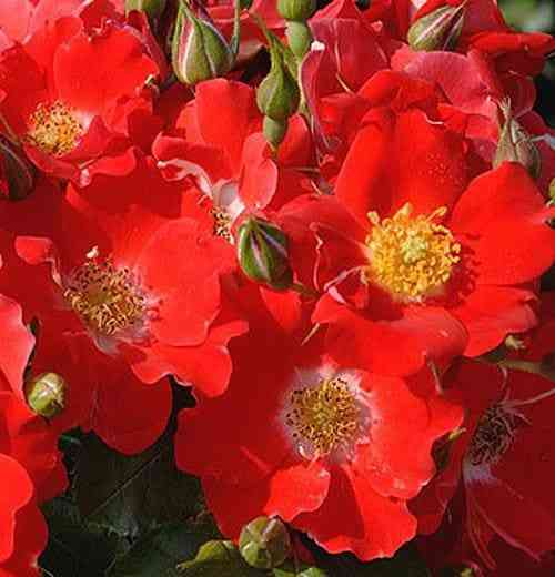 paso-dobl-1.jpg Пасо Добль (Paso Doble)