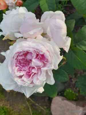 passion-sitroen.jpg Пассион Ситроен (Passion Citroen)