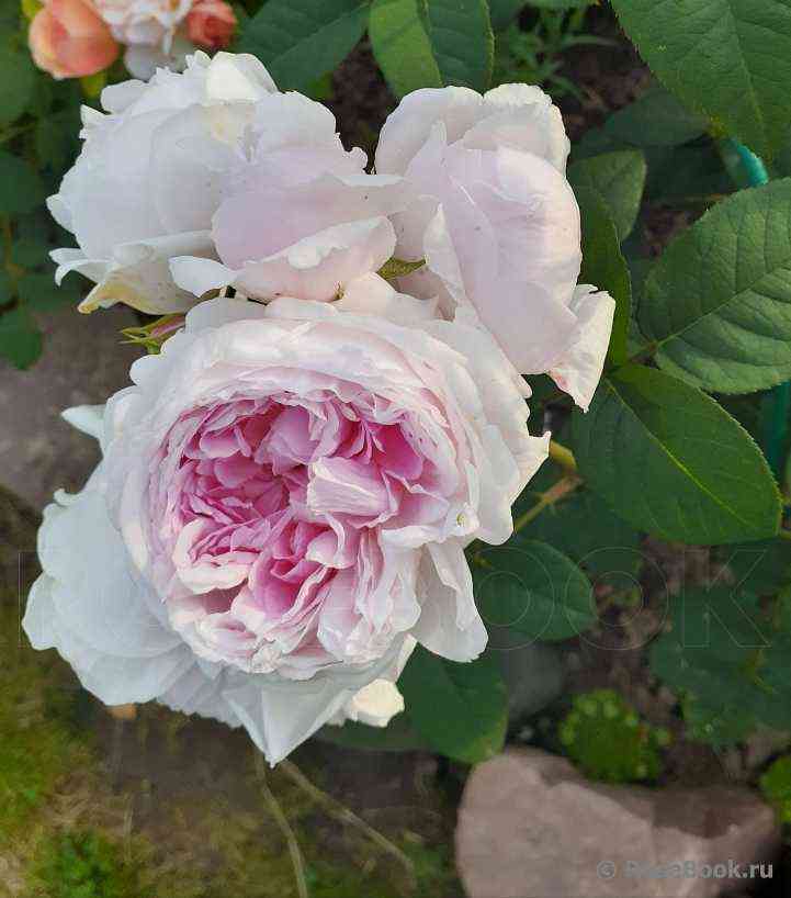 Пассион Ситроен (Passion Citroen)