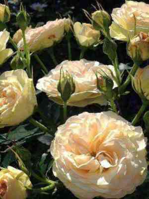 pastella.jpg Пастелла (Pastella)