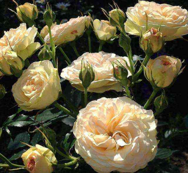 Пастелла (Pastella)