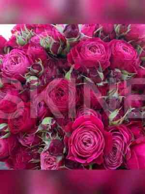 pati_trendsetter.jpg Пати Трендсеттер (Party Trendsetter)