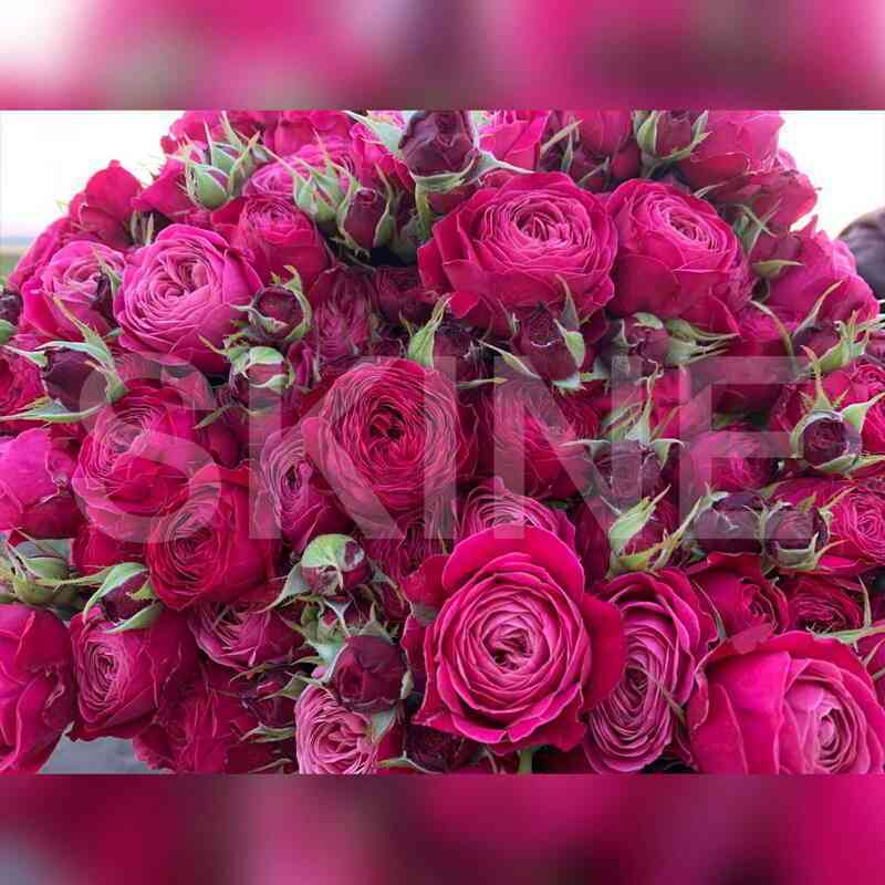 pati_trendsetter.jpg Пати Трендсеттер (Party Trendsetter)