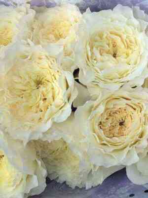 Патиенс (Patience)