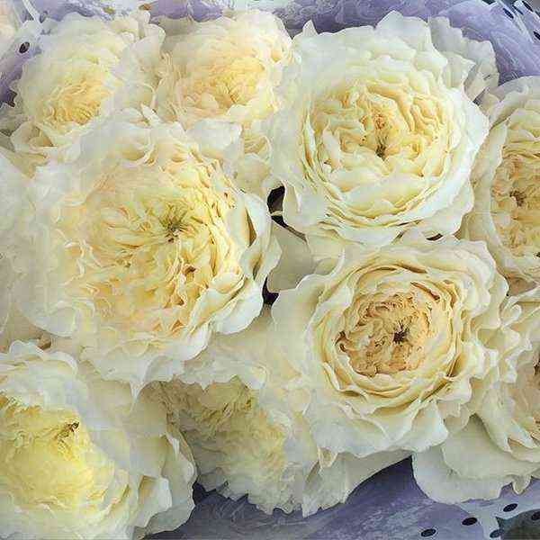 Патиенс (Patience)