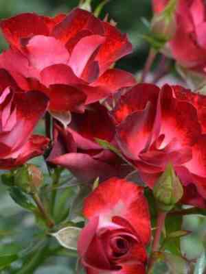 patrik-puavr-davror_optimized.jpg Патрик Пуавр д`Аврор / Никитская 2012 (Patrick Poivre d'Arvor)